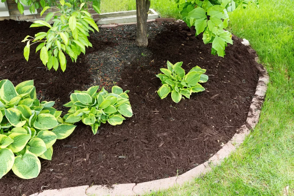 mulch
